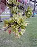 Duncan Place birch-leaved elm, fruit