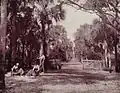 Palmetto glade in 1893