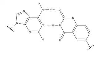 Adenine forms two hydrogen bonds with y-thymine.