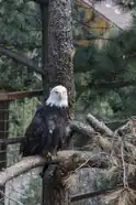 Bald eagle at the zoo