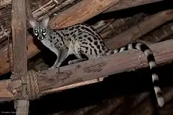 Common genet (Genetta genetta)