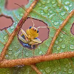 Image 25The leaves of an Alnus nepalensis tree provide a microhabitat for species like the leaf beetle Aulacophora indica. (from Habitat)