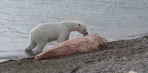 Polar bear feeding/scavenging on a beached narwhal carcass.