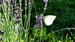 A small white butterfly feeding on lavender