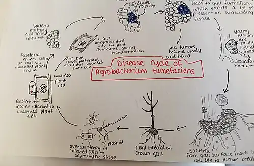 Disease cycle Agrobacterium tumefaciens