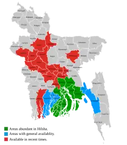 Abundance of Ilish in Bangladesh