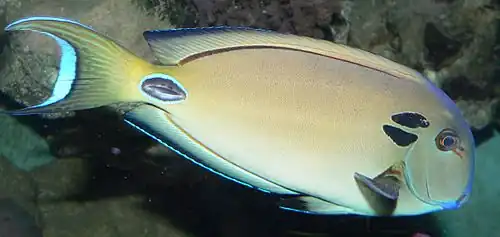 Doubleband surgeonfish, Acanthurus tennenti