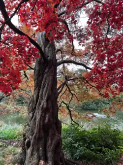 Acer Palmatum, Japanese Maple
