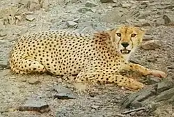 Northwest African cheetah resting on the ground in Idlès, Algeria