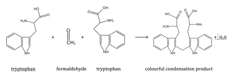 Acree-Rosenheim reaction of tryptophan and formaldehyde