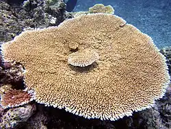 types of Corals in St. Brandon - Acropora_hyacinthus