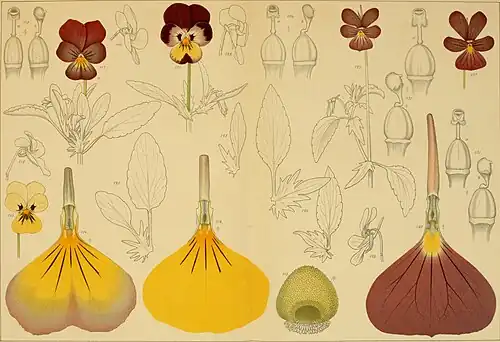 Violets co-illustrated by the Ekbloms, 1897