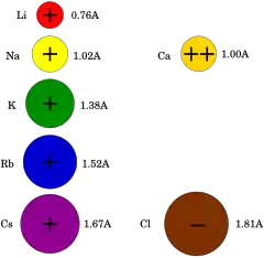 Seven spheres whose radii are proportional to the radii of mono-valent lithium, sodium, potassium, rubidium, cesium cations (0.76, 1.02, 1.38, 1.52, and 1.67 Å, respectively), divalent calcium cation (1.00 Å) and mono-valent chloride (1.81 Å).