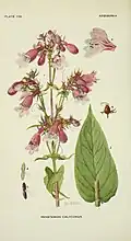 Illustration of Penstemon calycosus