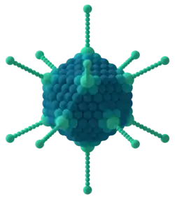 Diagram of adenovirus