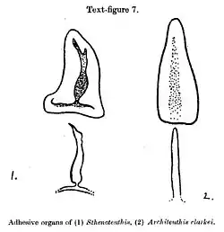 #107 (14/1/1933), Funnel–mantle locking apparatus of the giant squid (right), which Robson (1933:696) considered "remarkably feeble and ill-developed or degenerate" as compared to the "very efficient" apparatus of Sthenoteuthis (left) (Robson, 1933:688, text-fig. 7)