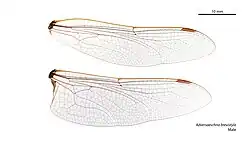 Male wings