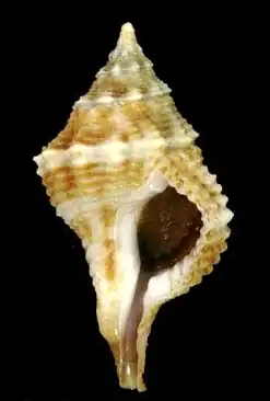 Afer shell from the Tudiclidae family