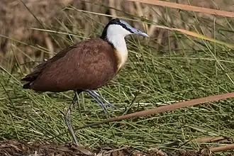 Adult, Lake Baringo, Kenya