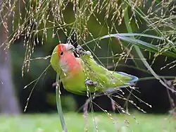 Peach-faced lovebird (Agapornis roseicollis)