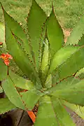 Cowhorn Agave plant in a pot