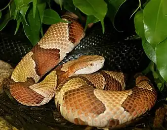 Eastern copperhead (Agkistrodon contortrix)
