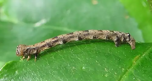 Larva