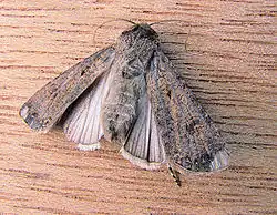 Agrotis ipsilon