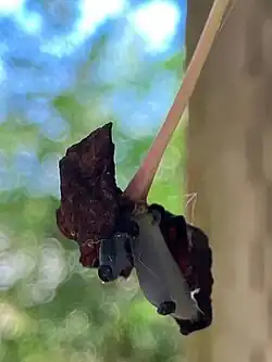 Young fruit of Akebia forming