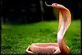 Albino spectacled cobra