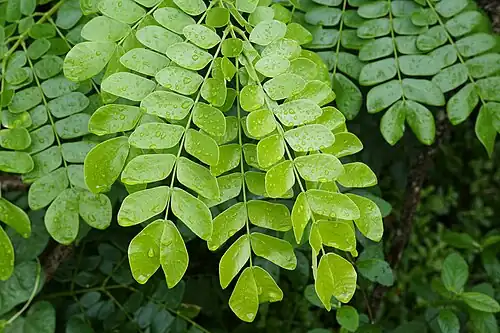 Detail of the leaves