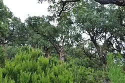 Looks like this Site of Community Interest has an image. Don't worry, you can take one of your own, and upload it too!