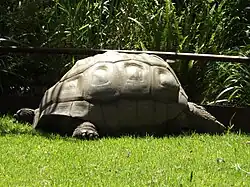 Aldabra giant tortoise