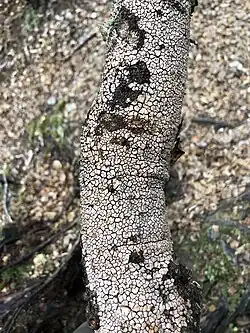 A branch covered in a leprous yellow polygonally-shaped pattern of fungus