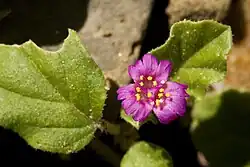 Allionia incarnata var. incarnata flower