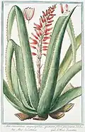 Aloe