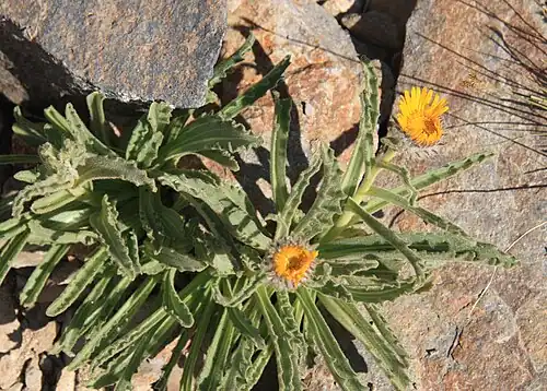 Top view of flowers opening