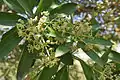 Alstonia scholaris