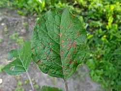 A photograph of a leaf infected with Alternaria mali