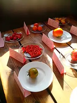 Alytus Tomato Tasting 2013