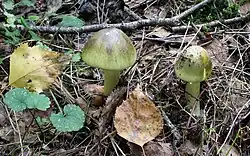 A death cap mushroom with an olive-green cap growing on the ground.