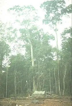 Photo of the Amazon jungle in the Lagunas District of the Alto Amazonas Province, in the Department of Loreto, in Peru. This photo was taken in 1971 while working as a Geophysical Observer in oil exploration for Petty Geophysical.