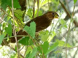 Female feeding on nettle nutlets in a mountain ravine