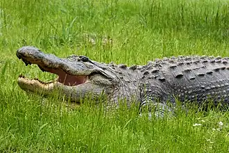A large American alligator