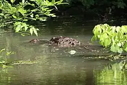 Photograph of an American alligator, only eyes visible as it floats in the water