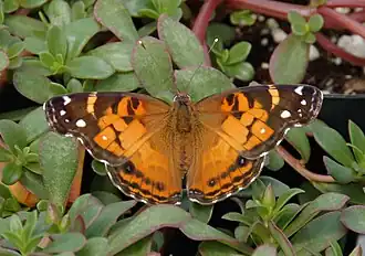 Vanessa virginiensis