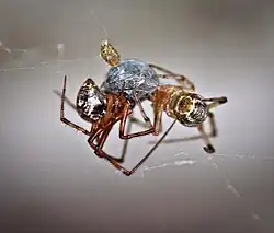 American house spider (Parasteatoda tepidariorum) male and female cohabitating