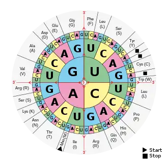 A circular diagram is separated into three rings, broken down into sections labeled with the letters: G, U, A, and C. Each represents a nucleotide found in RNA.