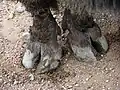 Pointed hooves of a bison