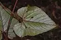 Underside of leaves
